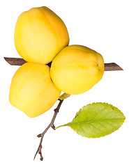 Image showing Ripe Quince With Leaf