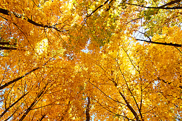 Image showing Bright yellow maple crown tops in autumn
