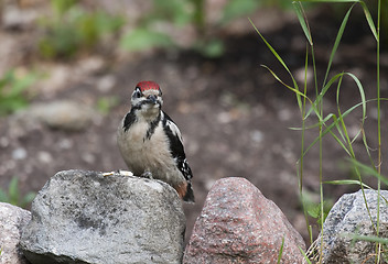 Image showing woodpecker