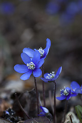 Image showing blue anemones