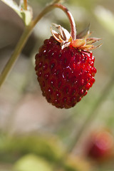 Image showing wild strawberry