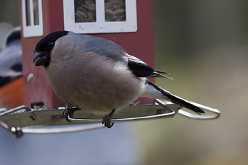 Image showing female bullfinch