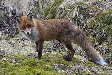 Image showing fox