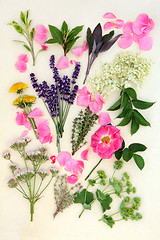 Image showing Medicinal Herbs and Flowers