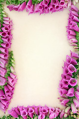 Image showing Foxglove Flower Border