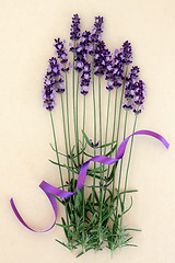 Image showing Lavender Herb Flowers