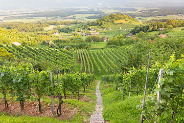 Image showing Vinyard.