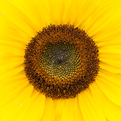 Image showing Close up of a sunflower.