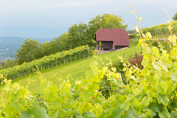 Image showing Vineyard cottage.