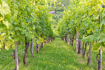 Image showing Vinyard.