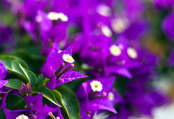 Image showing Purple Bougainvillea flowers