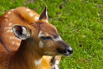 Image showing Sitatunga or marshbuck 