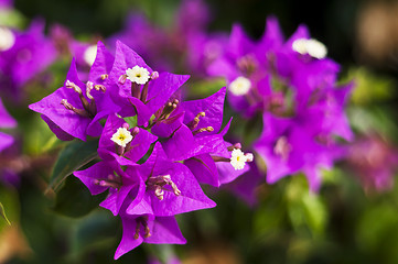 Image showing Purple Bougainvillea flowers