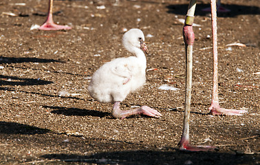Image showing Young flamingo