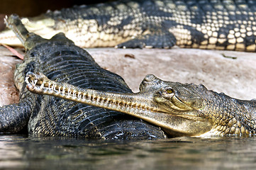 Image showing Gharial