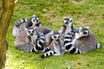 Image showing Ring-tailed lemur (Lemur catta)