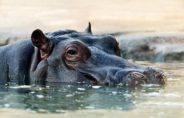 Image showing The hippopotamus (Hippopotamus amphibius), or hippo