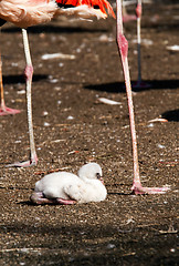 Image showing Young flamingo