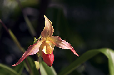 Image showing Orchid