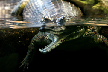 Image showing Gharial