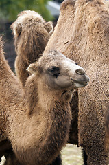 Image showing Bactrian camel