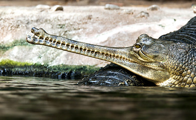 Image showing Gharial