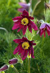 Image showing Pasque flower (or pasqueflower), wind flower, prairie crocus, Ea