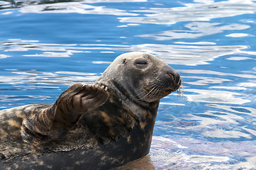 Image showing Seal (Pinnipeds, often generalized as seals)