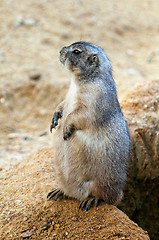 Image showing Black-tailed prairie dog