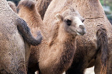 Image showing Bactrian camel