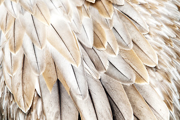 Image showing Bird feathers