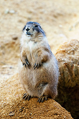 Image showing Black-tailed prairie dog