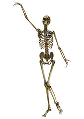 Image showing Human Skeleton