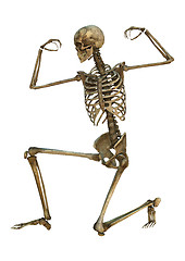 Image showing Human Skeleton