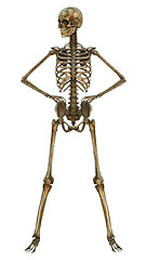 Image showing Human Skeleton