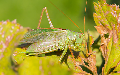 Image showing Green grasshoper in a garden