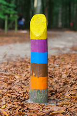 Image showing Painted marking in a dutch forrest