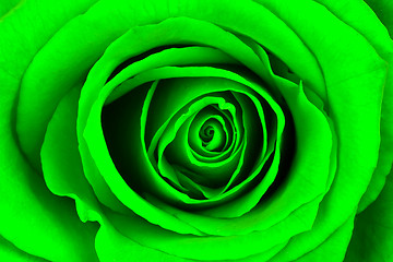 Image showing Close-up of a bright green rose