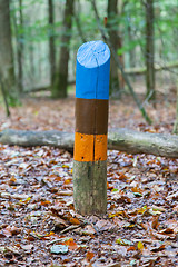 Image showing Painted marking in a dutch forrest