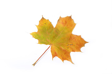 Image showing Maple leave