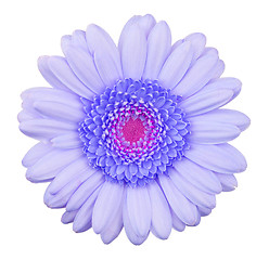 Image showing Blue gerbera flower isolated