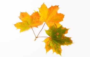 Image showing Maple leave