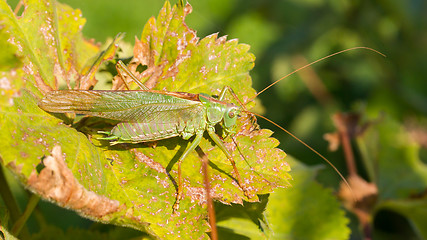 Image showing Green grasshoper in a garden