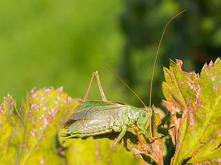 Image showing Green grasshoper in a garden