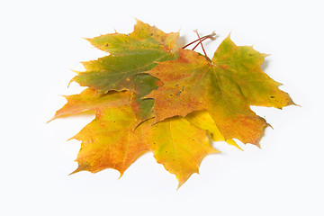 Image showing Maple leave