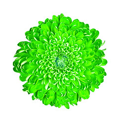 Image showing Green chrysanthemum