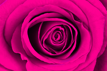 Image showing Close-up of a bright pink rose