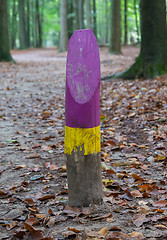 Image showing Painted marking in a dutch forrest