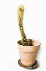 Image showing Cactus