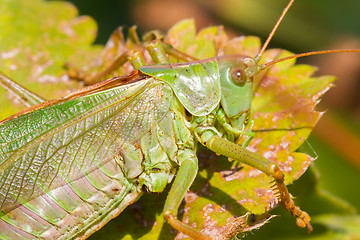 Image showing Green grasshoper in a garden